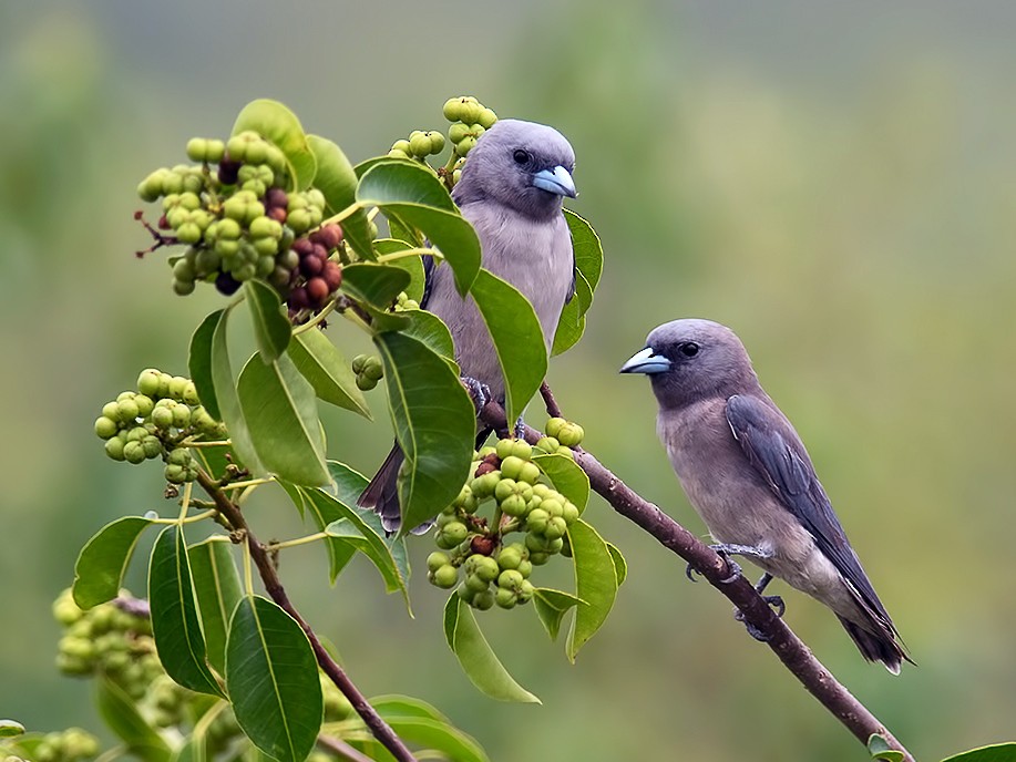 Ashy woodswallow